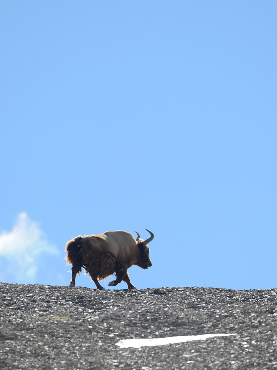 金丝野牦牛,生活在羌塘腹地的黄金神兽 十月的阿里高原已经是寒冬,与