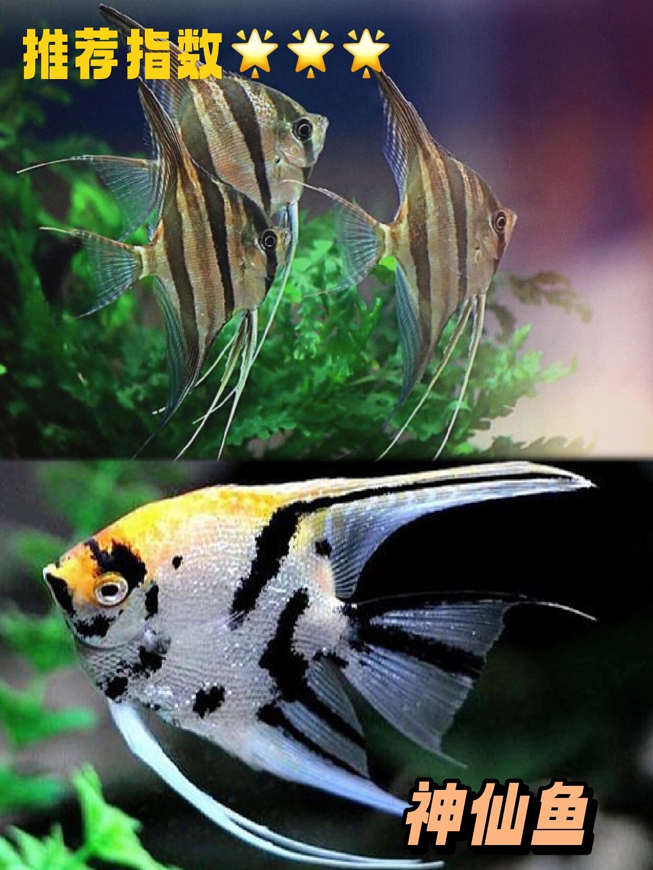 新手鱼友该如何决定养哪种鱼95(神仙鱼