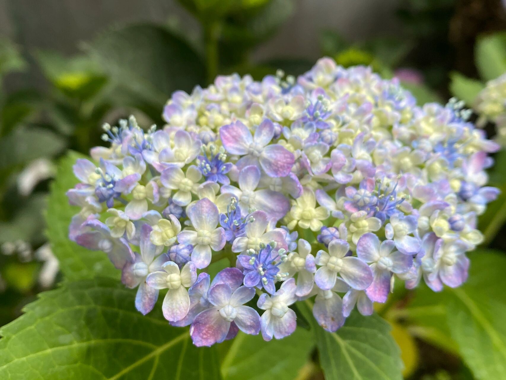 绣球品种介绍-三河千鸟,有松 1-3是三河千鸟,4-5是有松,其实我看不出