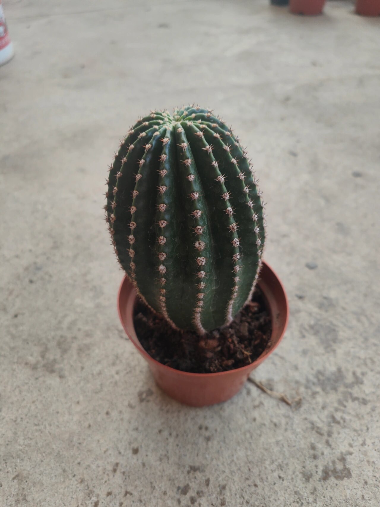 黑金刚仙人球大颗易养简单粗7cm左右