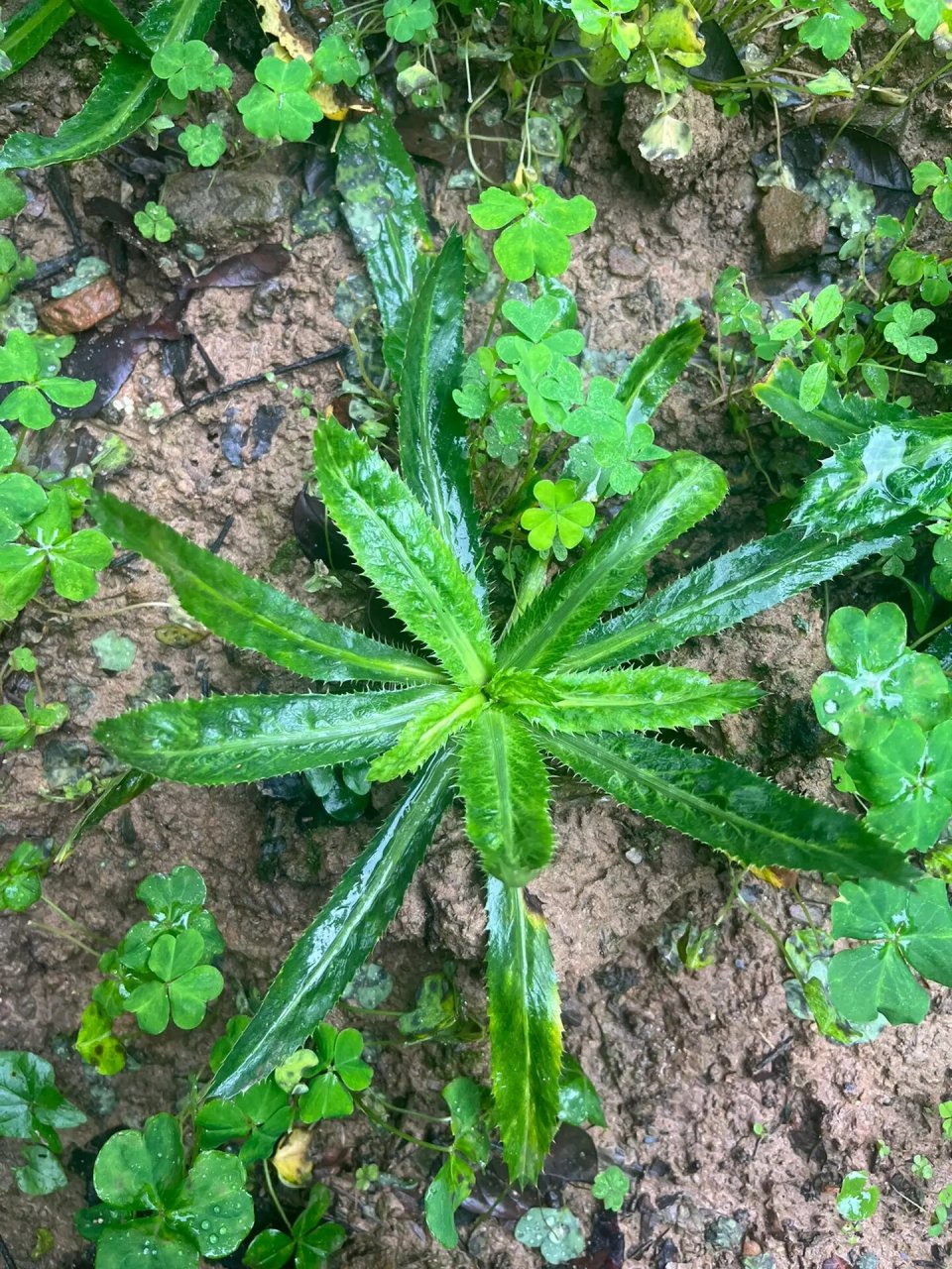 野生山芫荽制作的猪肉丸,也叫野生香菜丸 ✴️野生山芫荽  这种山