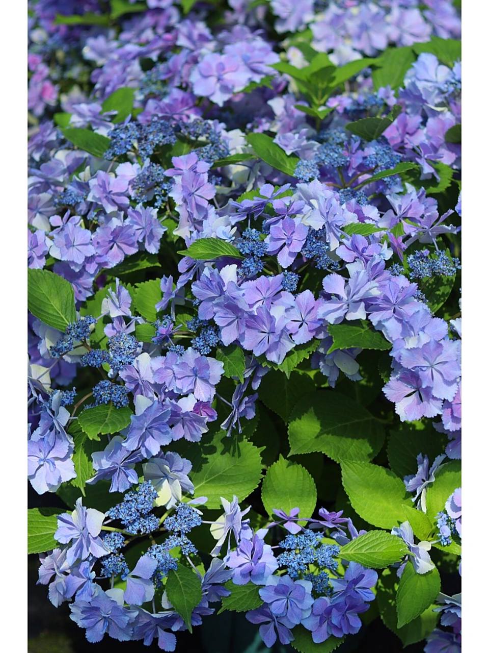 重瓣绣球,最近大热的新品绣球,不调蓝时颜值也非常的高,调蓝后也烦＃