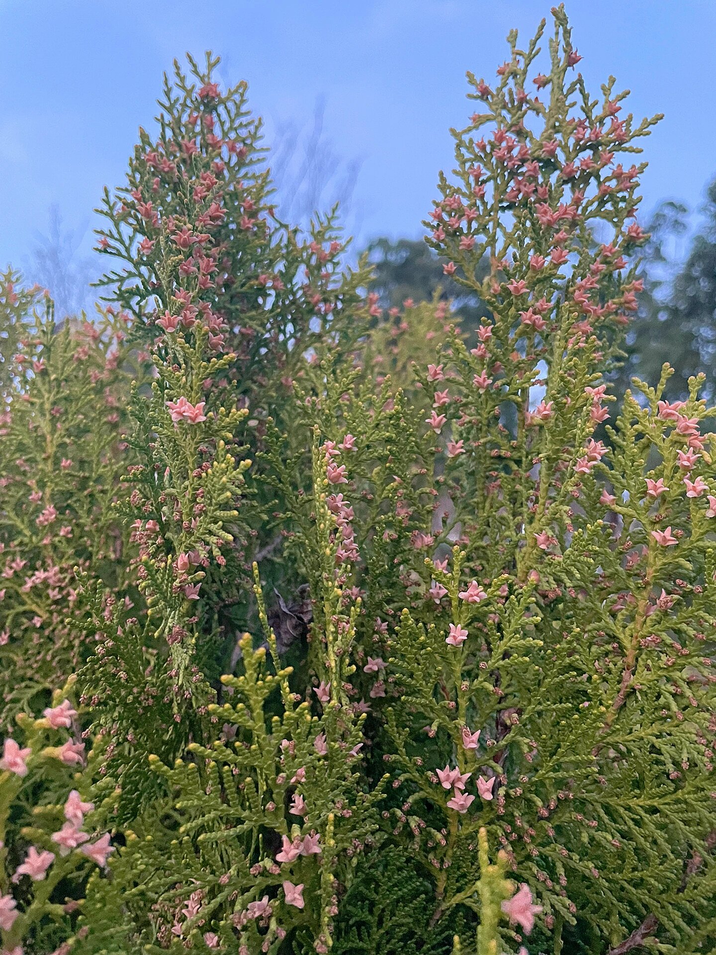 开花的柏树