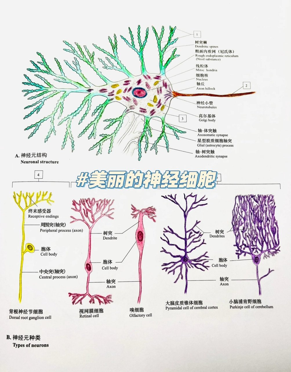 胞体树突轴突图片