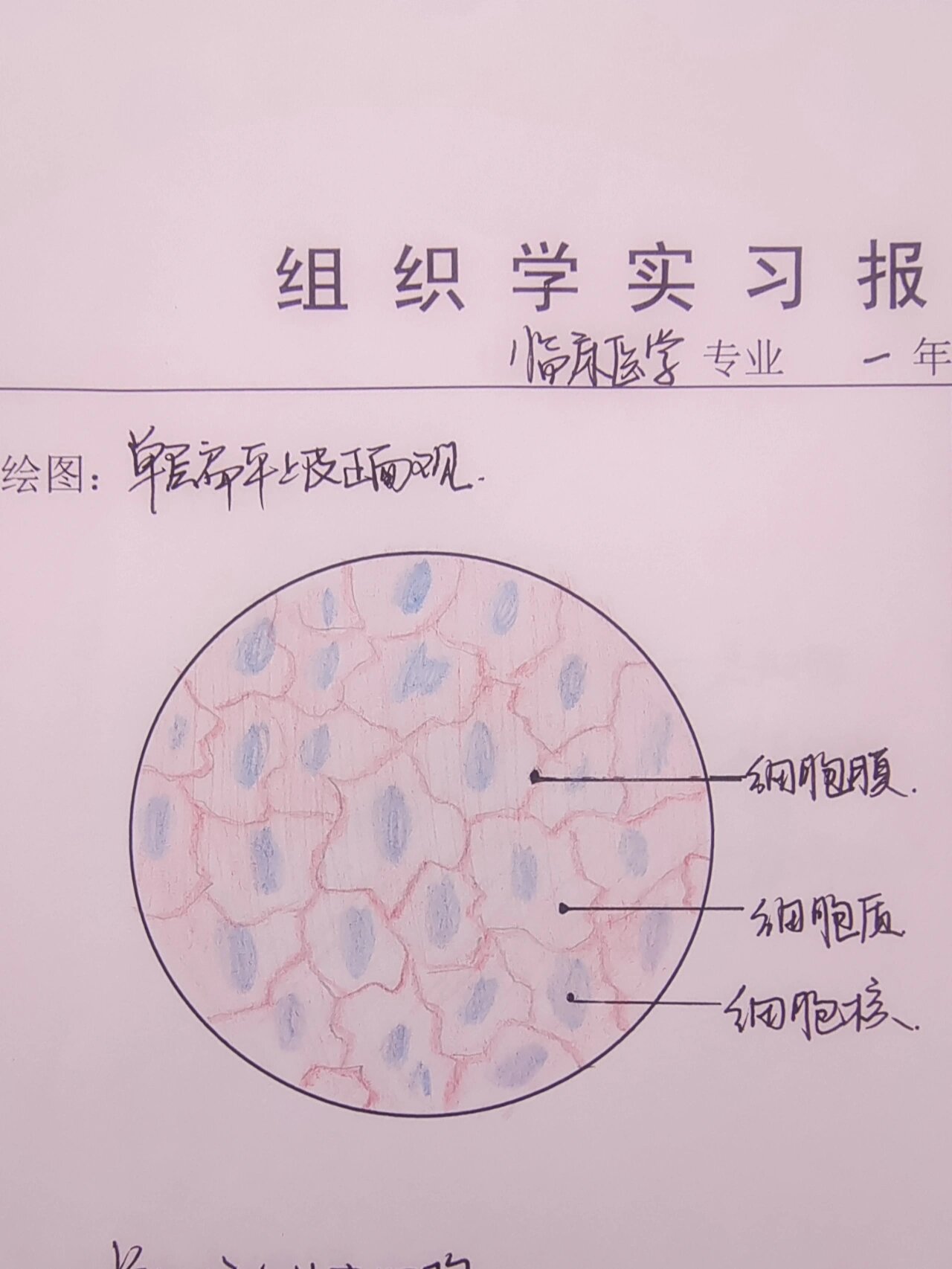 变移上皮40倍手绘图图片