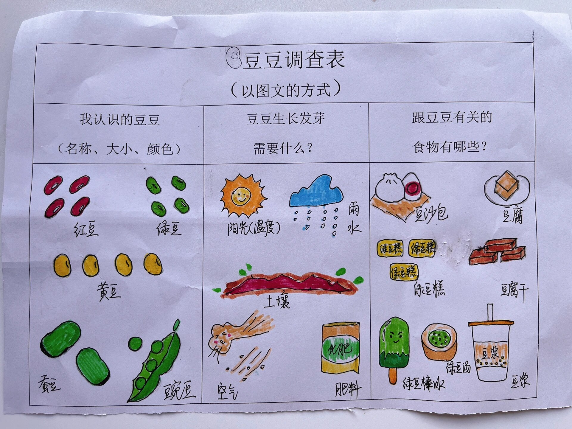 大班种子调查表图片