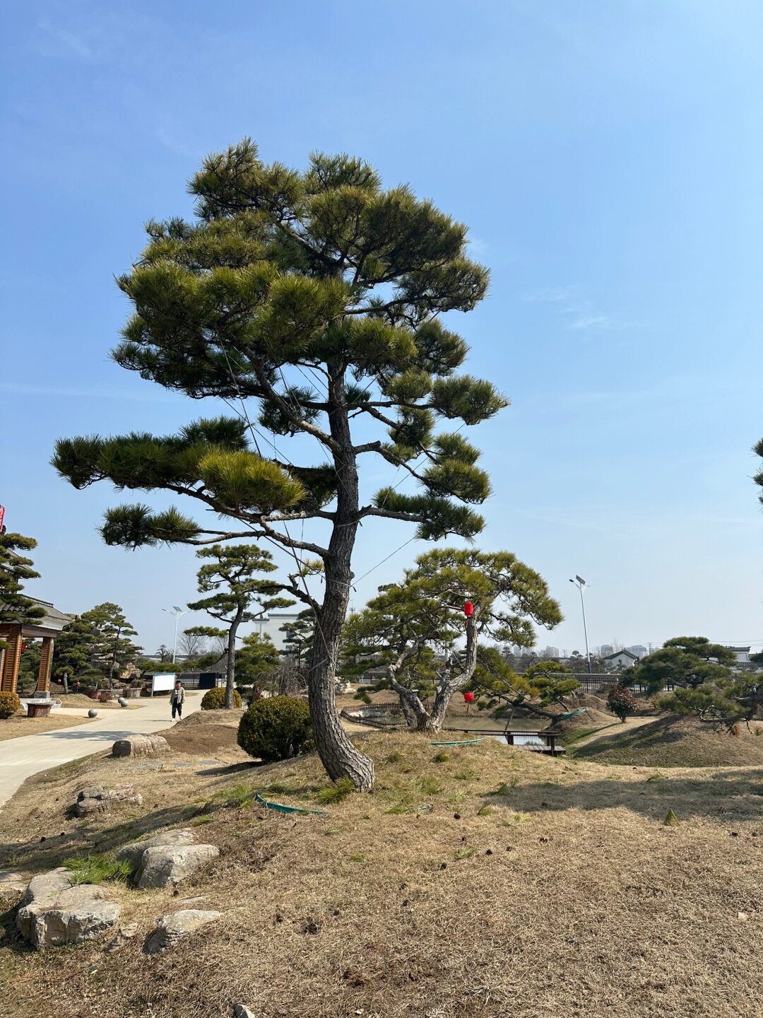 分享可以北方种植的地景黑松