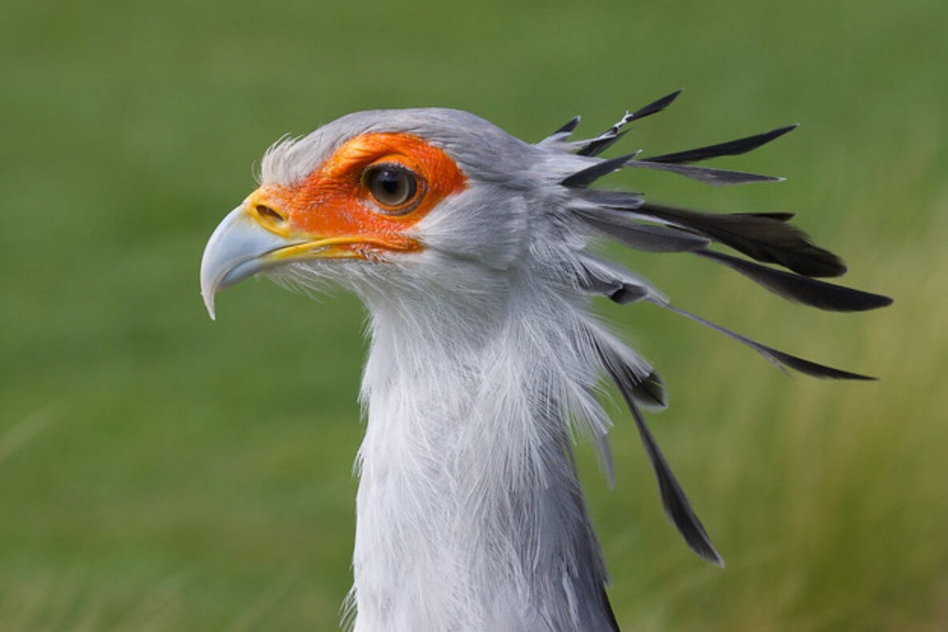 秘书鸟 蛇鹫 92命名:蛇鹫(学名:sagittarius serpentarius):是蛇鹫