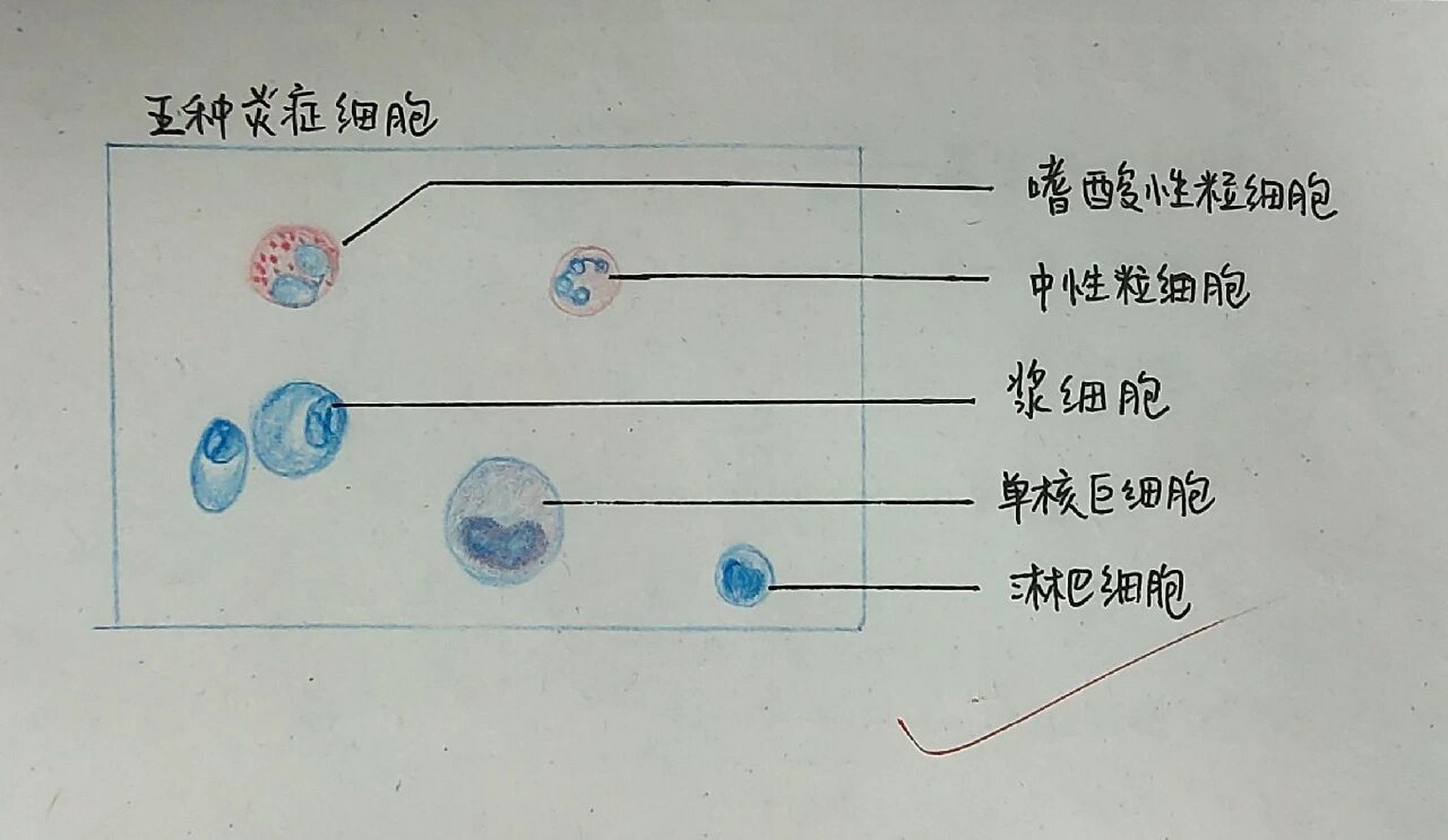 病理学实验绘图——结核结节,肝脓肿 一,结核结节(tubercle)——中央
