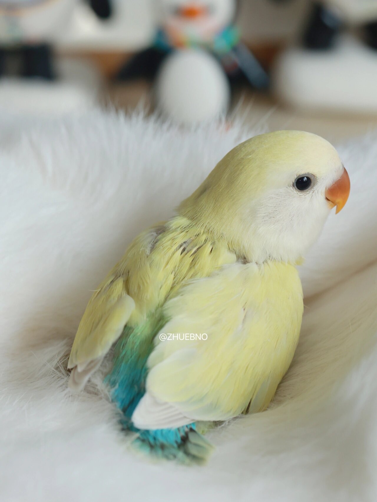 白面金顶澳桂 奶油澳桂 回眸一笑 惊艳到我了