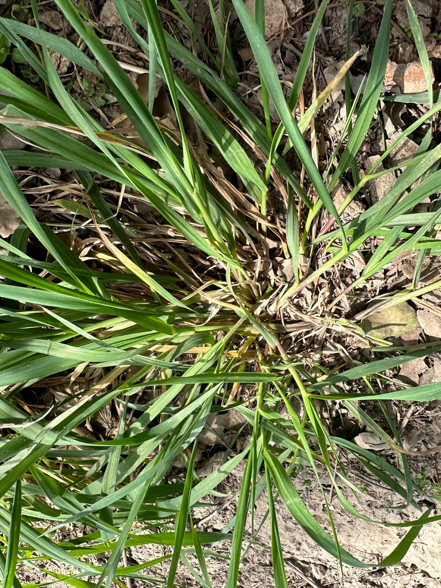 这个是浆麦草吗? 想自己做青团