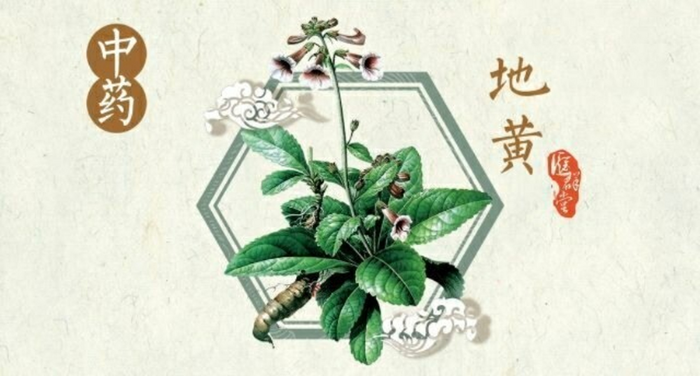 【每日一药】地黄-功效,作用,配伍 【中药名】地黄02dihuang 【别名