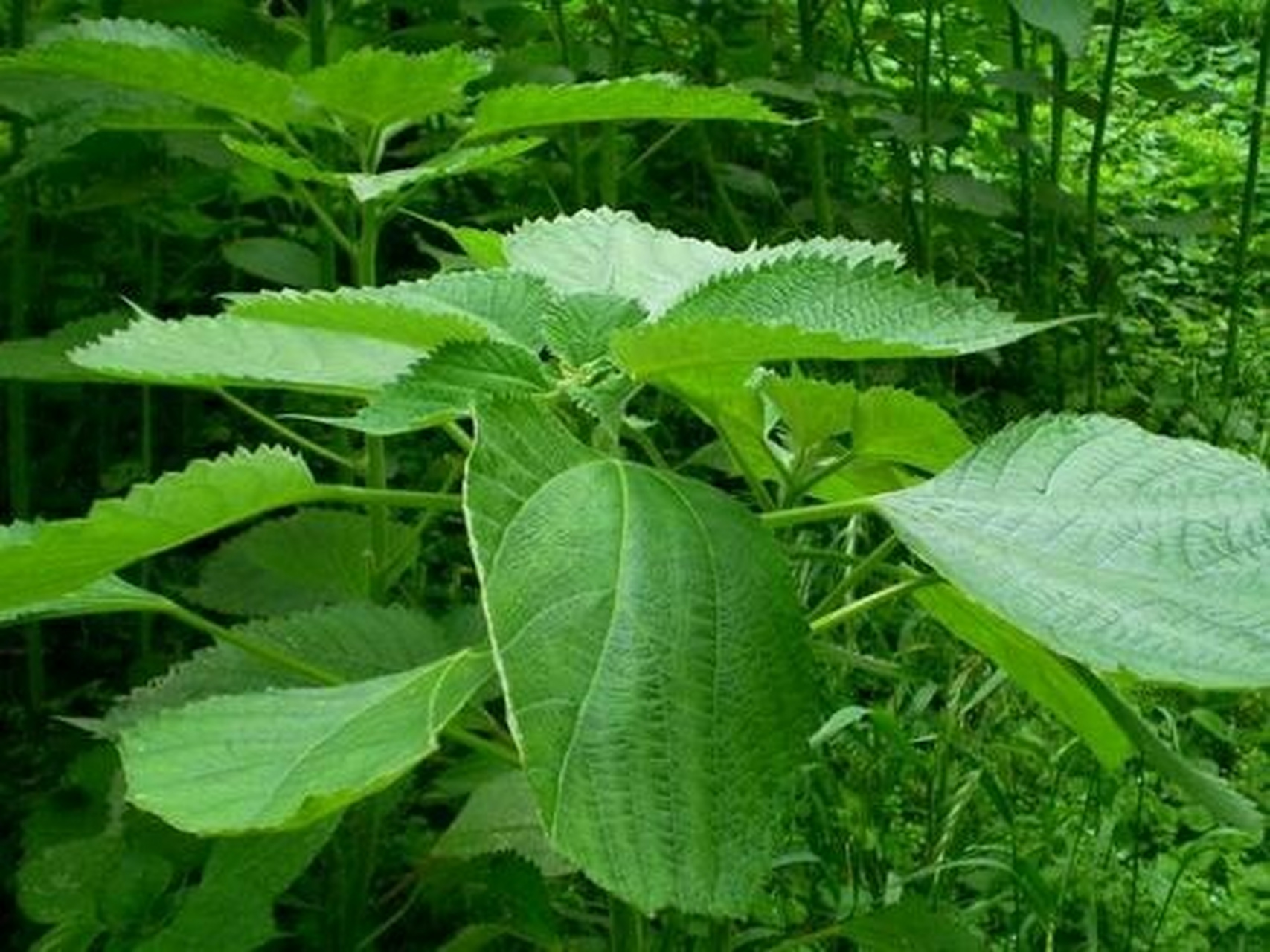 【中国草】苎麻 【主要是扒拉那个茎,然后刮皮脱胶晒干,要的是里面的