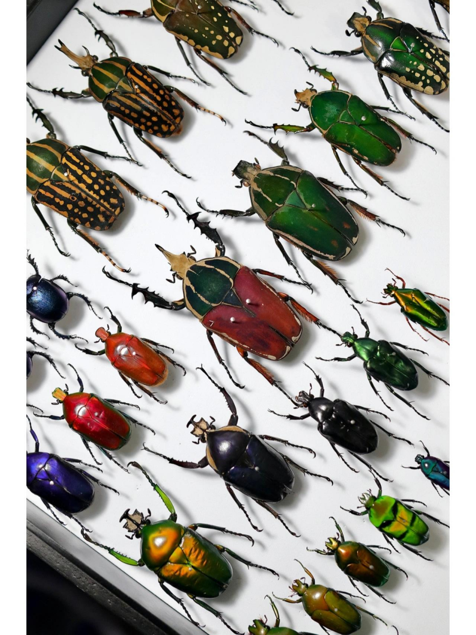 金龟子标本收藏(部分后续更新)色系收集 金龟子标本收藏(部分,后续