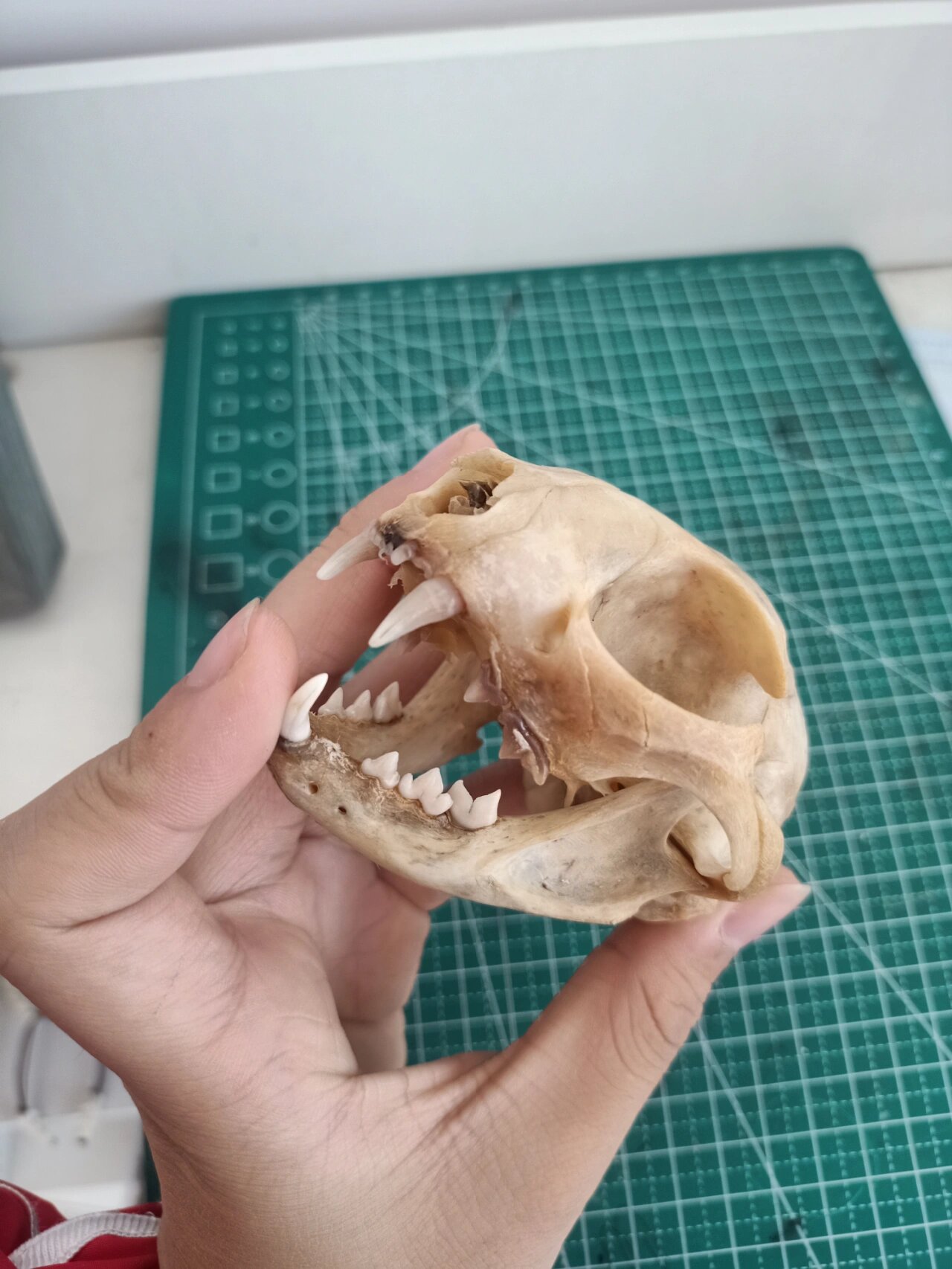 猫猫头骨标本 养殖场自然死亡的猫咪 大眼睛好可爱 还没有脱脂漂白