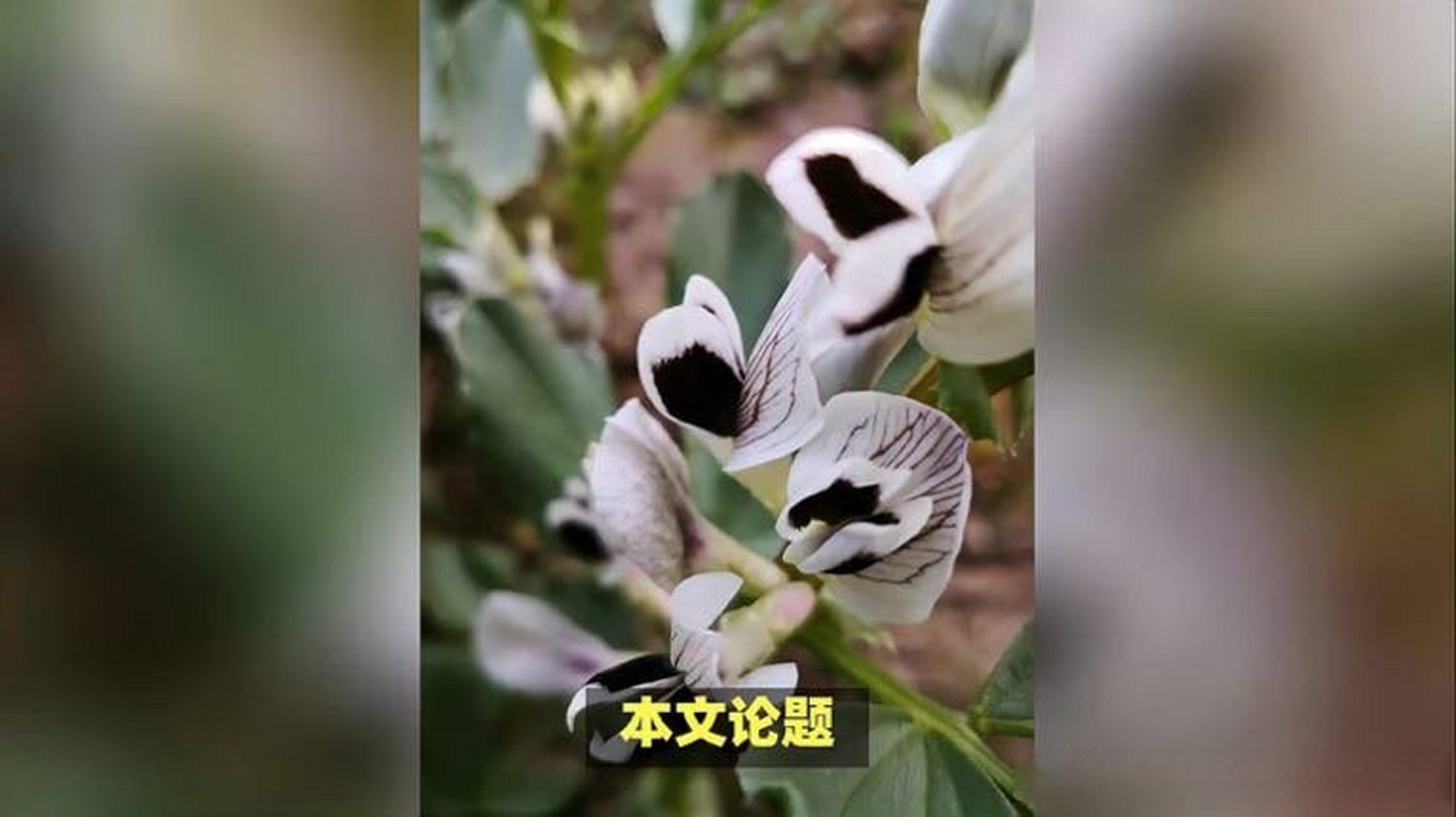 这段视频很有意思>>《揭秘"蚕豆开花":黑心之谜》
