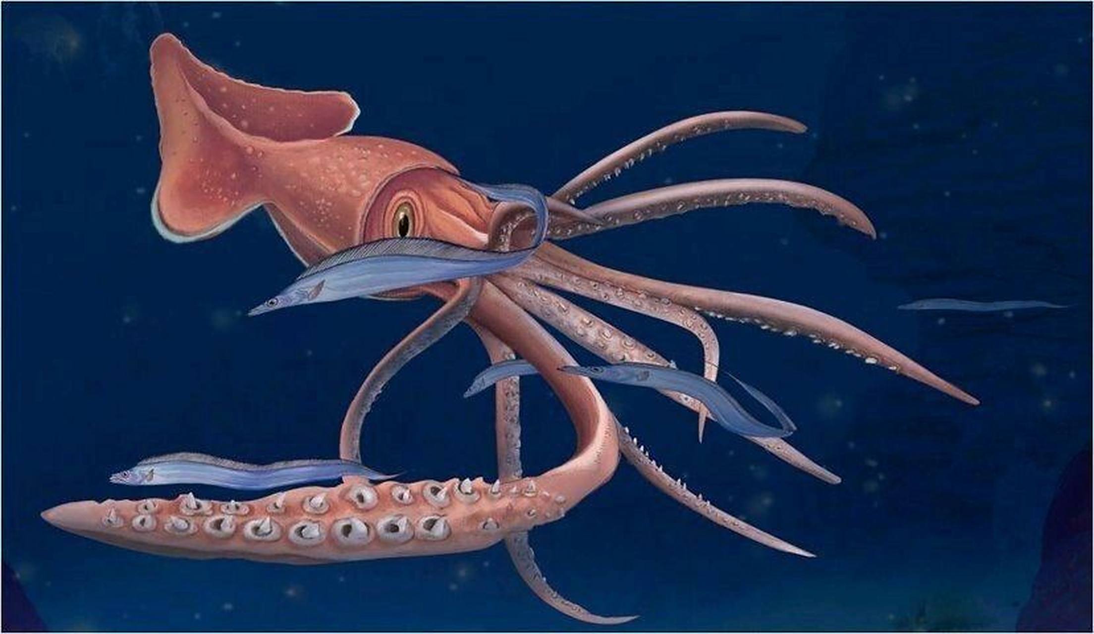 海洋生物-大王乌贼 73大王乌贼,准确来讲应该叫做大王鱿,并不是乌贼