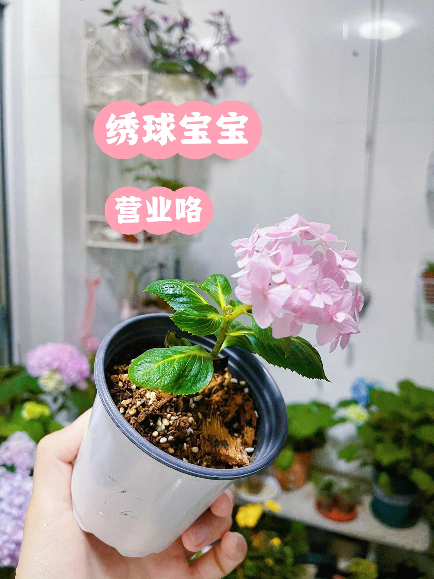 绣球扦插|冬天扦插的休眠枝绣球开花了,可可