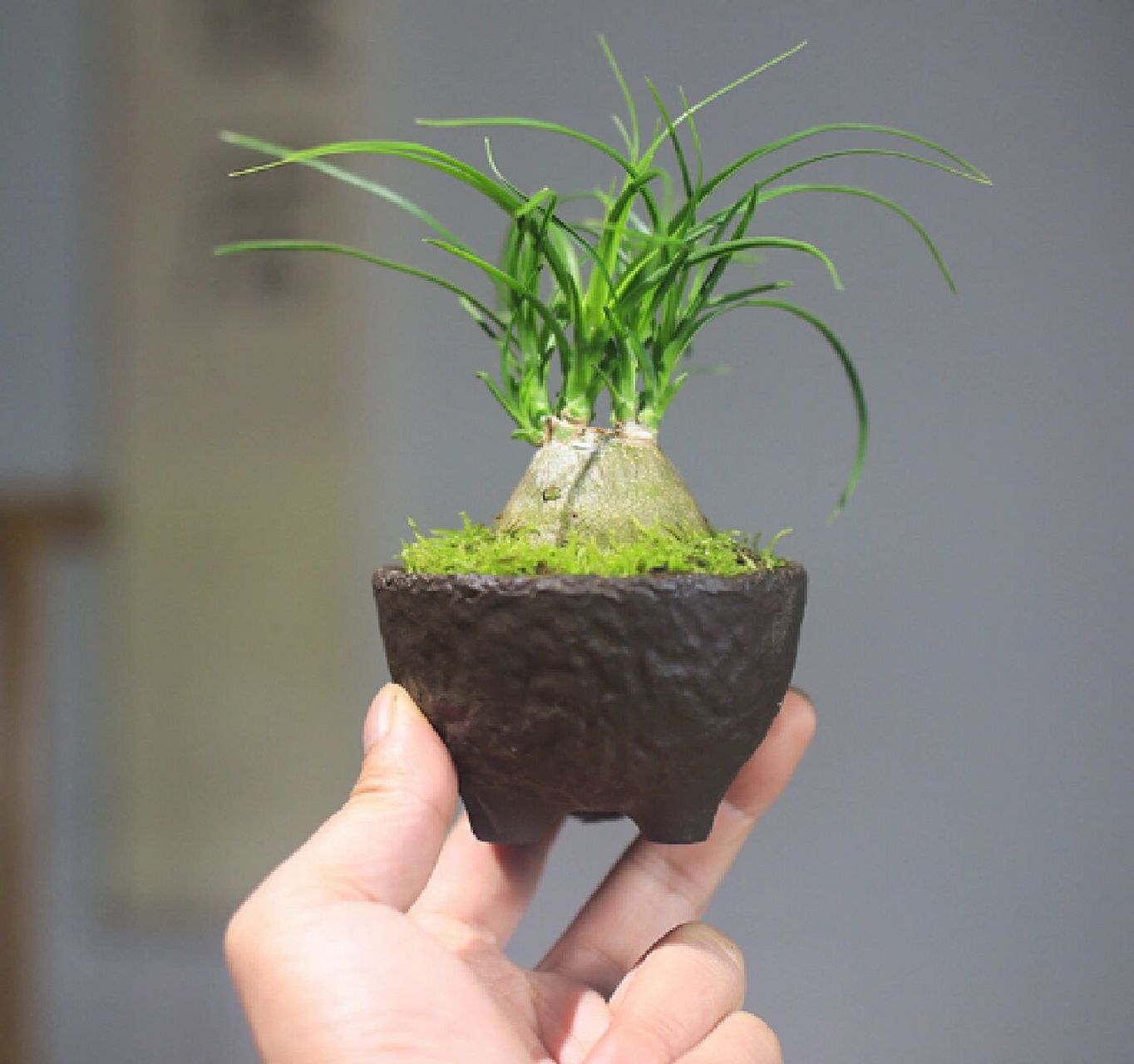 原产于墨西哥干热地区.酒瓶兰是树状的多浆植物.