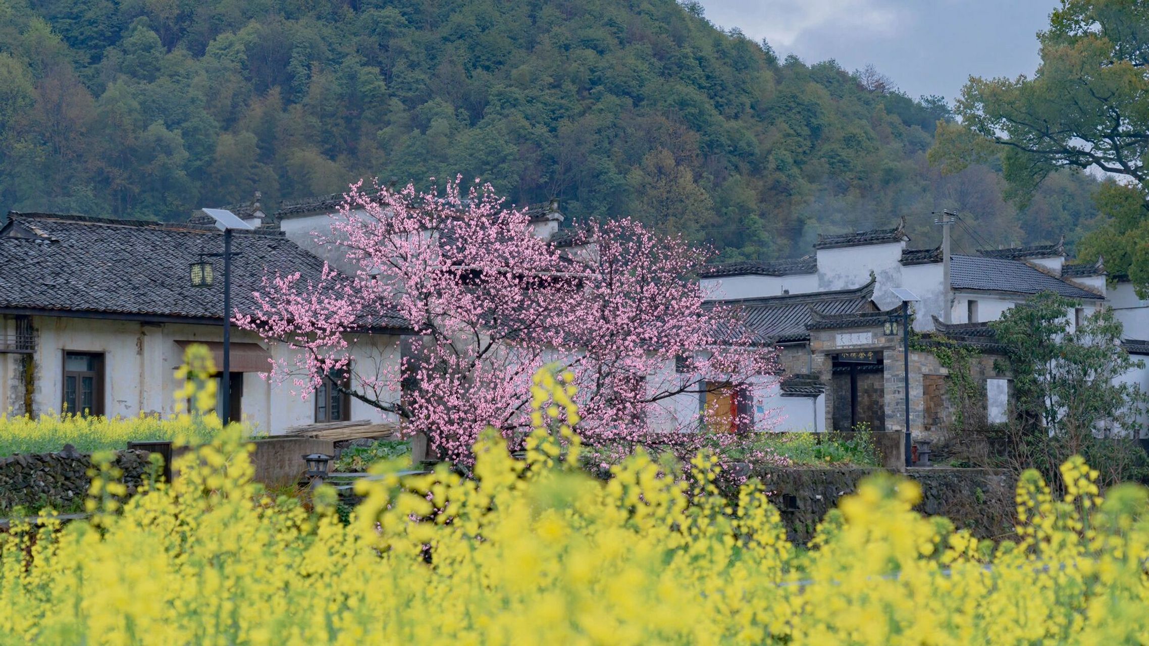 桃花红菜花黄 | 为了这棵桃树凌晨六点起床 - 第一天到达时桃树下全是