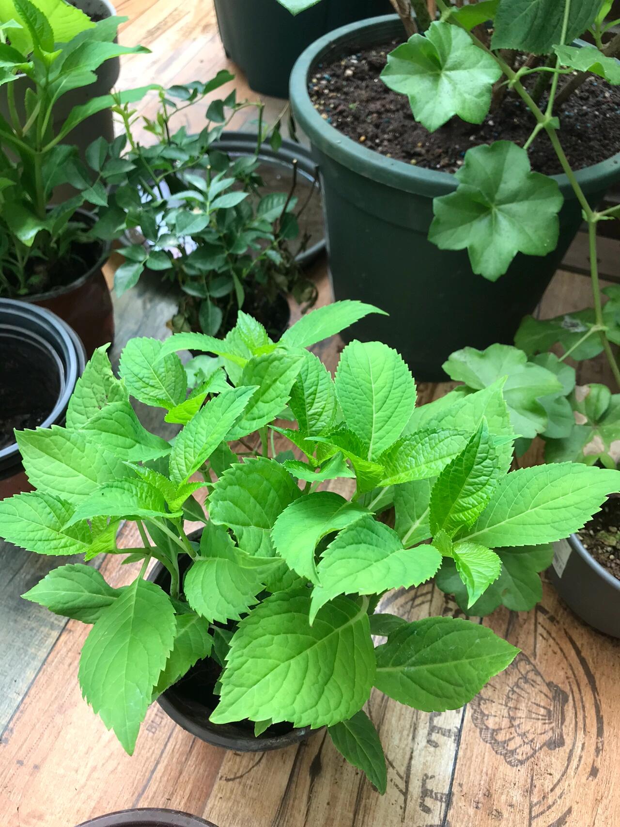 绣球花小苗见证你们的成长!