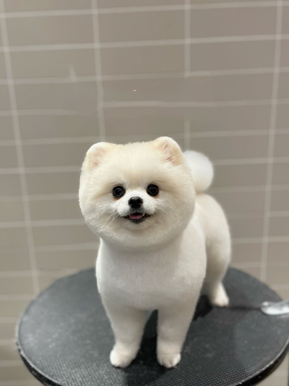 博美造型合集 博美真的好爱笑 除了一二两位大哥