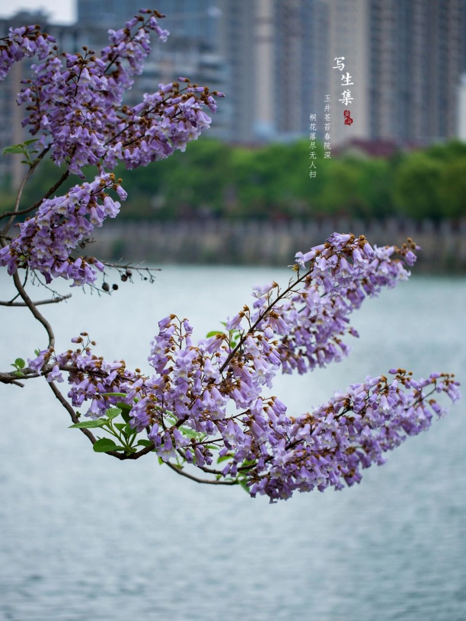 泡桐花|写生集|桐花 玉井苍苔春院深, 桐花落尽无人扫.