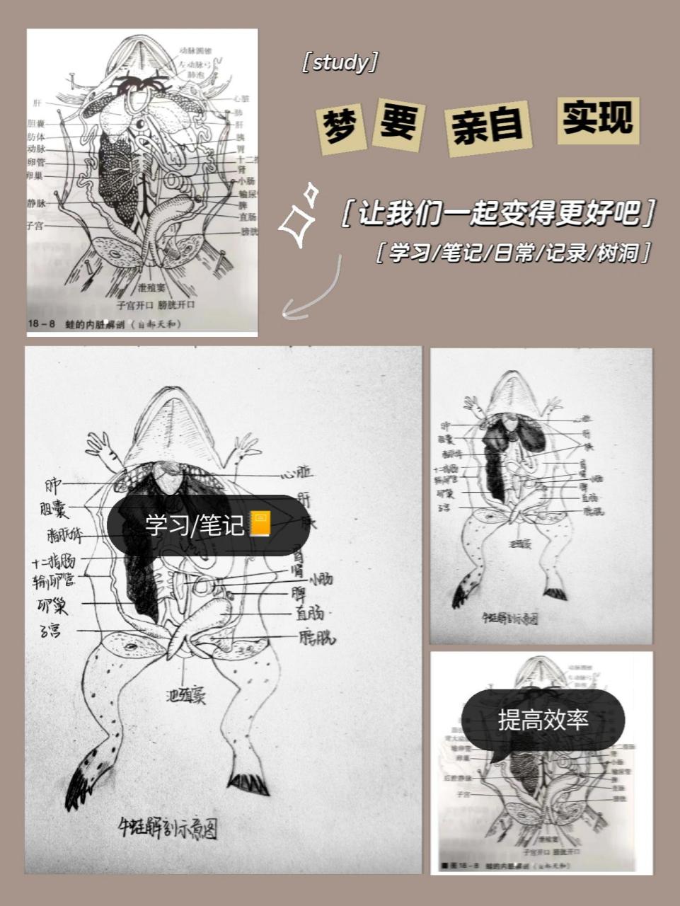 牛蛙這麼難畫,就是不知道好不好吃呢04 送給學動物生物學的小可愛