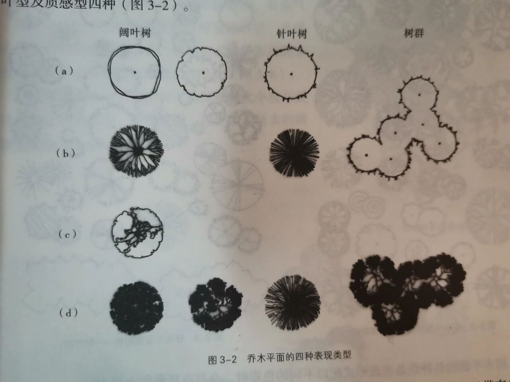 阔叶树立面图手绘图片