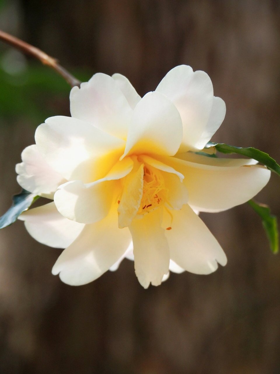 莲华 "黄莲华"山茶(camellia ki-renge )是我很喜欢的杂交茶花品种