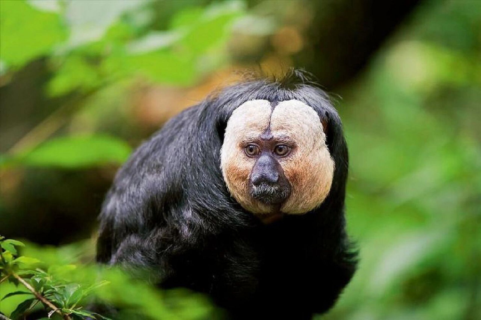 每日神奇动物图鉴/29           白脸僧面猴 白脸僧面猴 南美白脸猴,