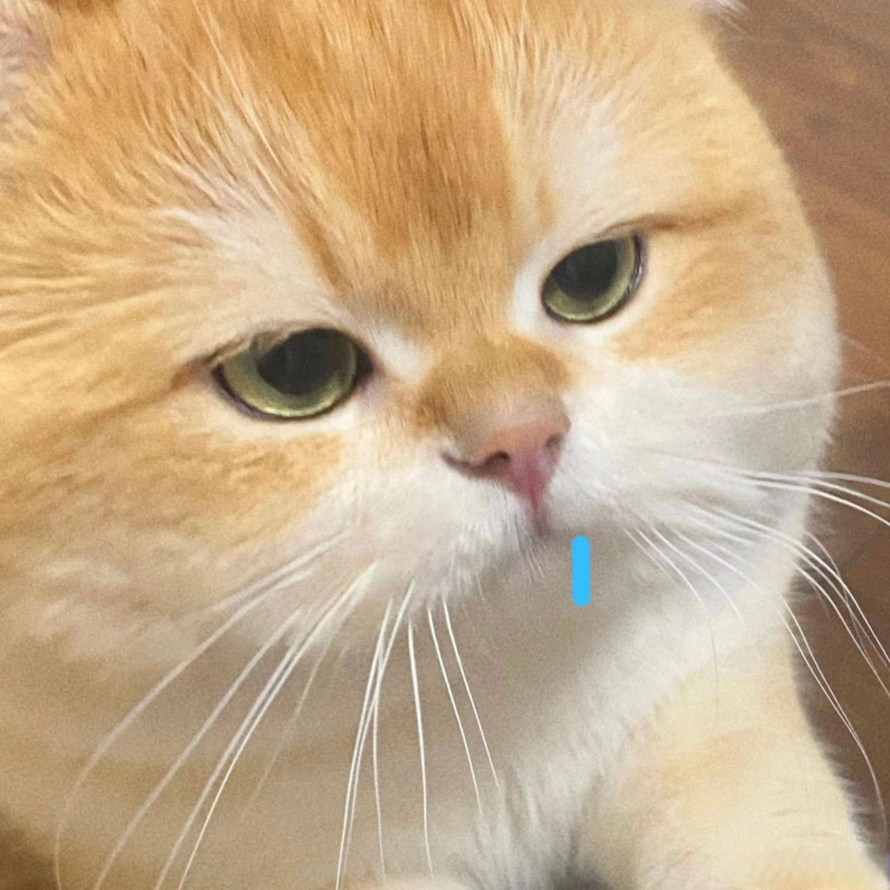 #nwu轻松一刻# 世界不能没有小猫!来看看小猫表情包吧[亲亲] via:热门