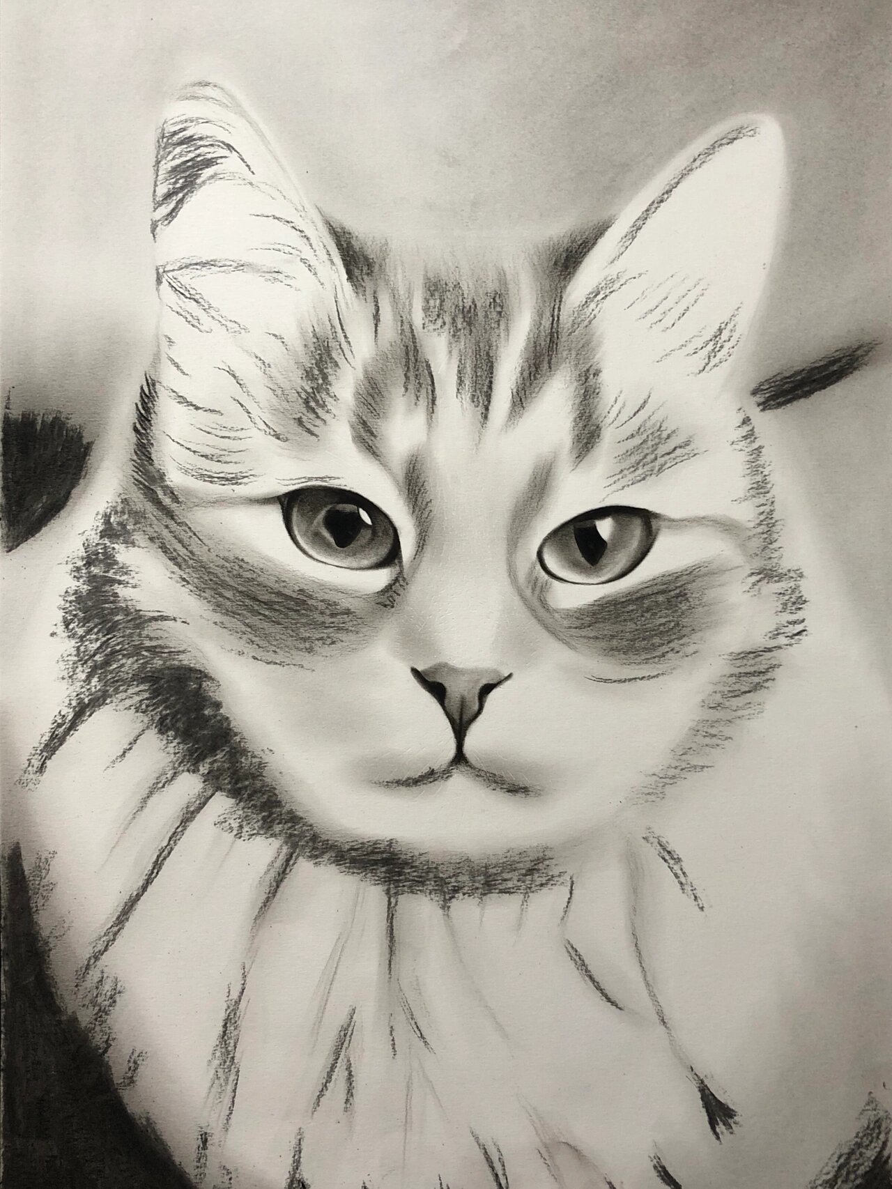 素描猫咪背影图片