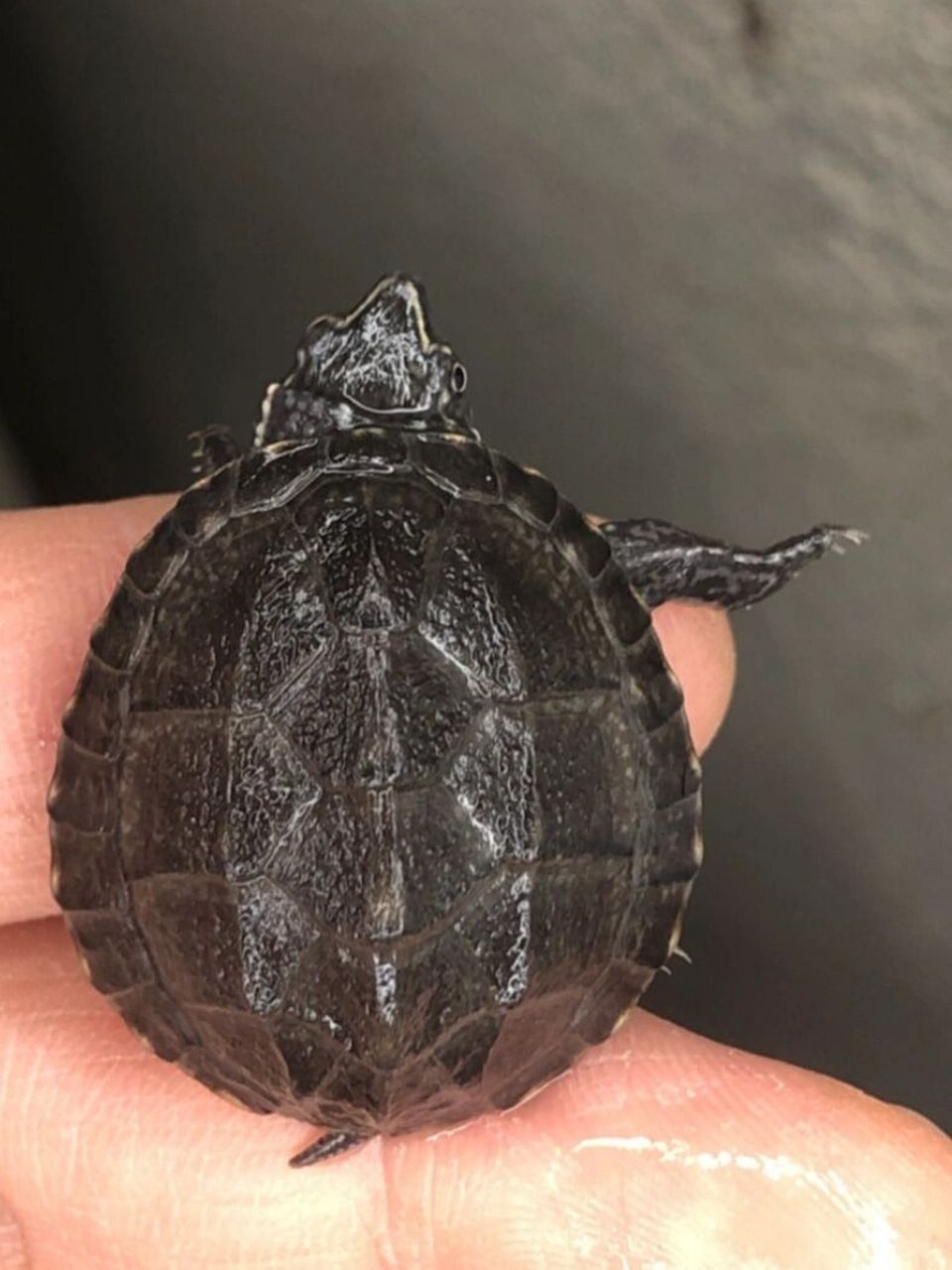 养麝香龟苗注意事项! 对于麝香鬼大家第一印象就是好养!