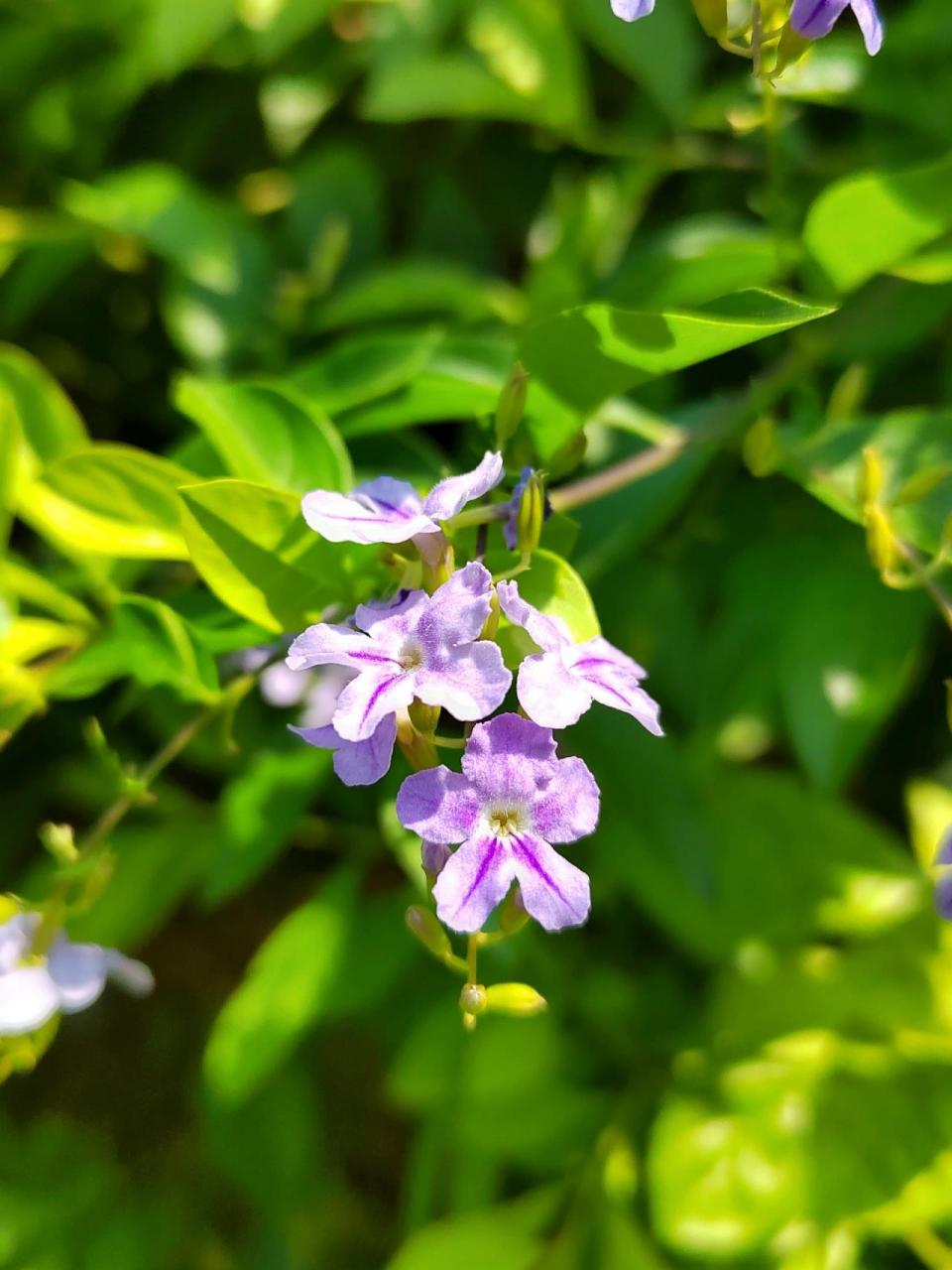 金露花属图片