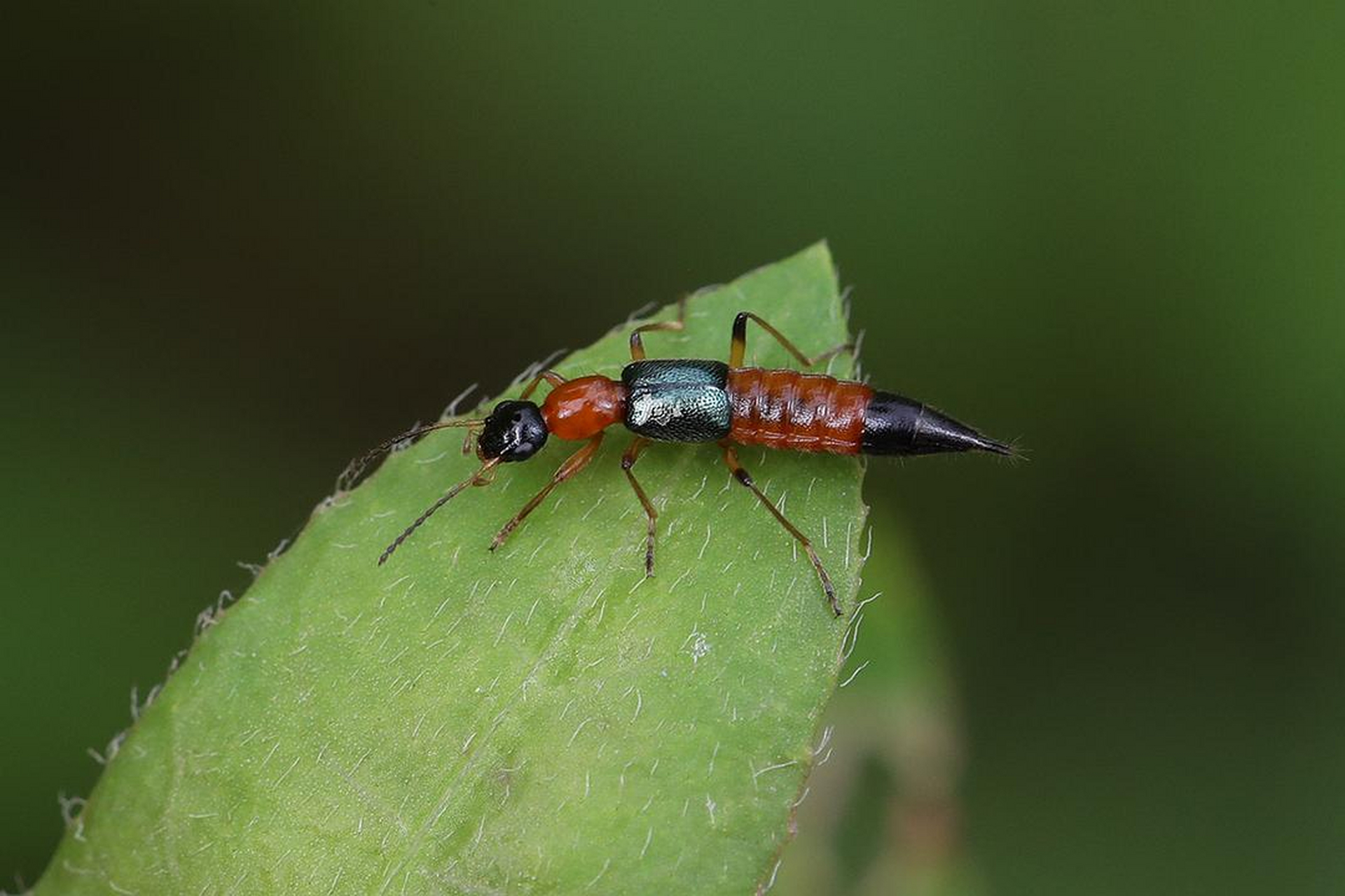 你不瞭解的昆蟲的另一面#梭毒隱翅蟲paederus fuscipes,體長近1釐米