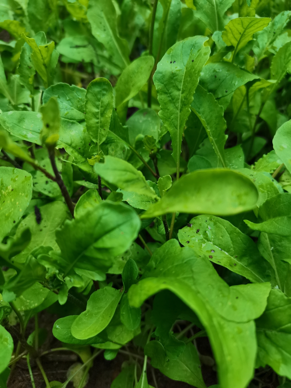 东北人都管这种菜叫臭菜 东北人都管这种菜叫臭菜,闻着臭,吃着香.