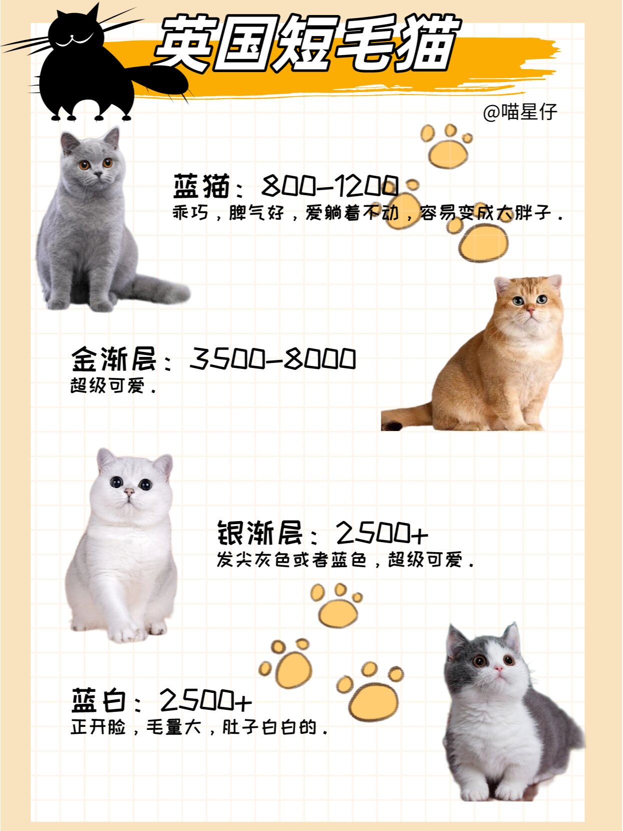 新手养猫|25种猫咪品种大全|适合新手养的猫 1.