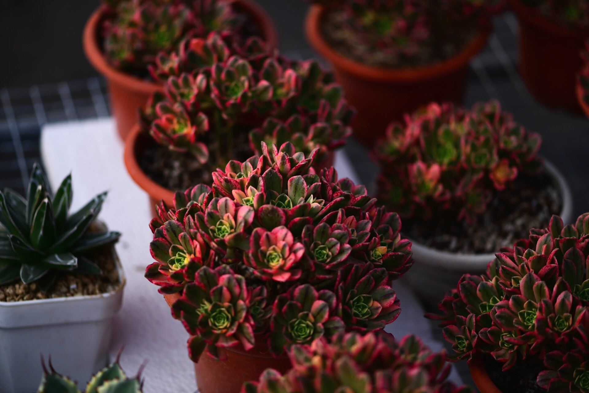 甜茶法师多肉 甜茶法师:叶片边缘是红色的,颜色甜美,充足的光照叶片是