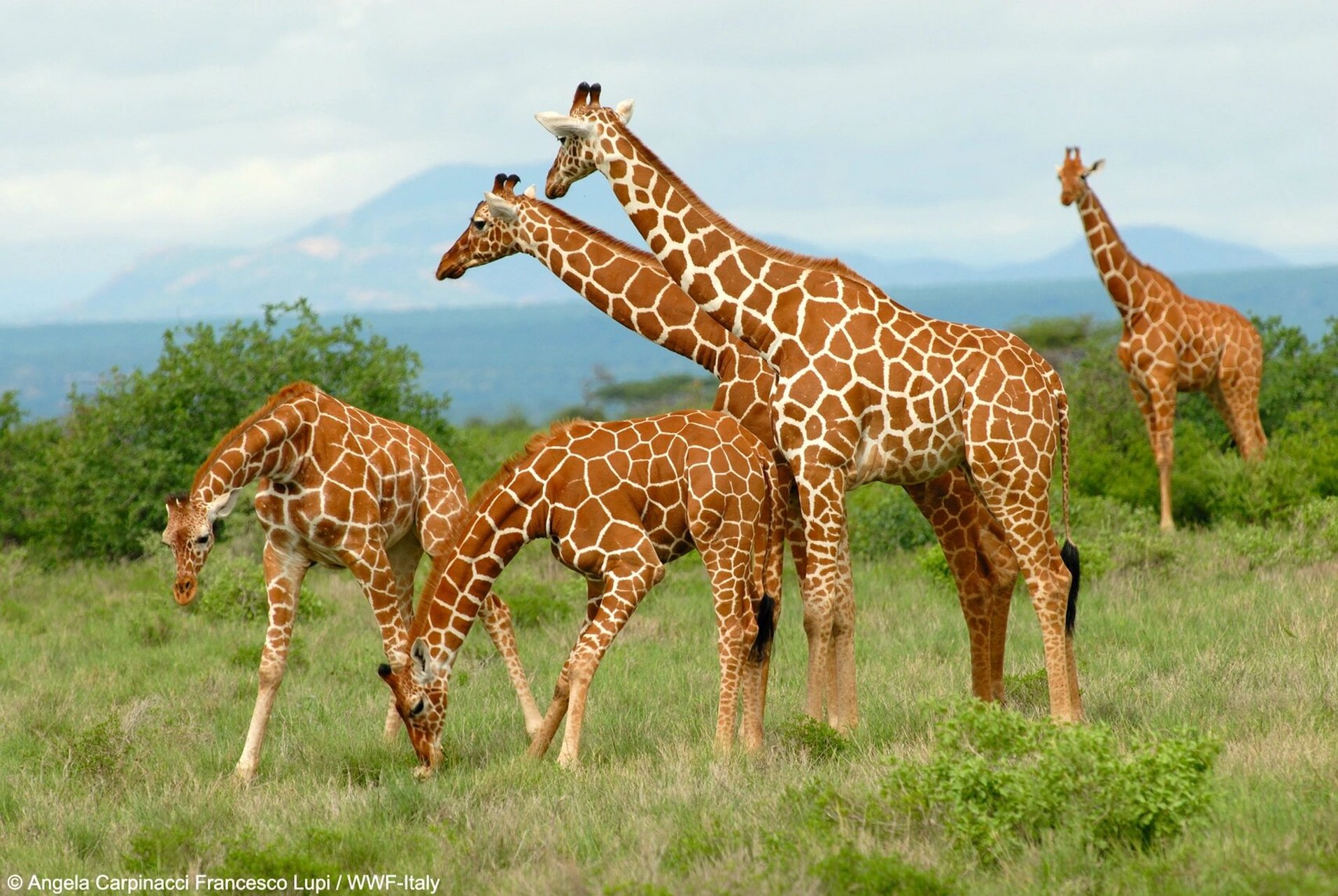 世界长颈鹿日 00陆地上现存个头最高的哺乳动物,就是长颈鹿啦 光是