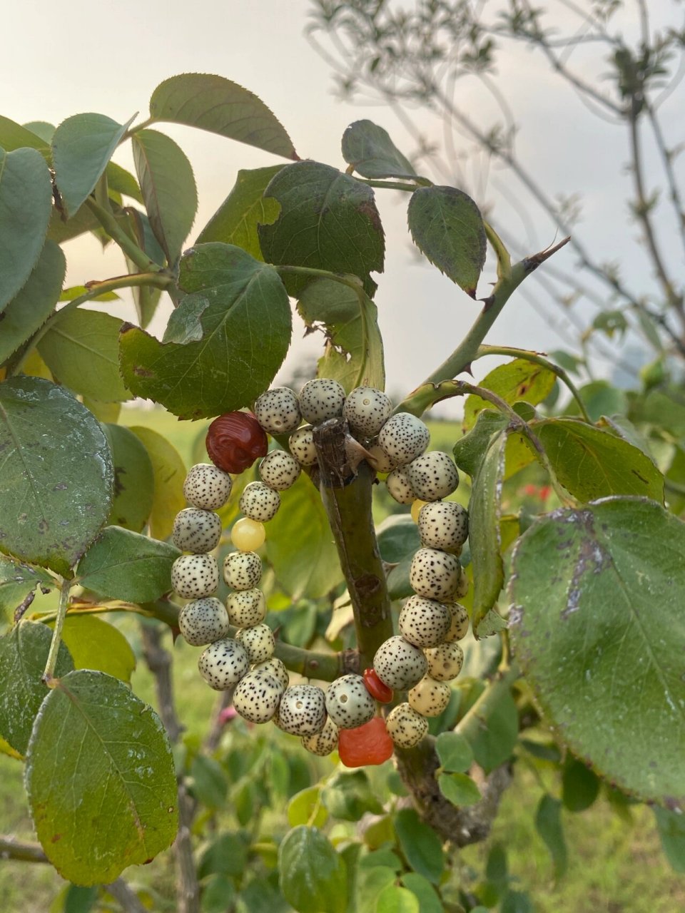 菩提树结的果什么样子图片