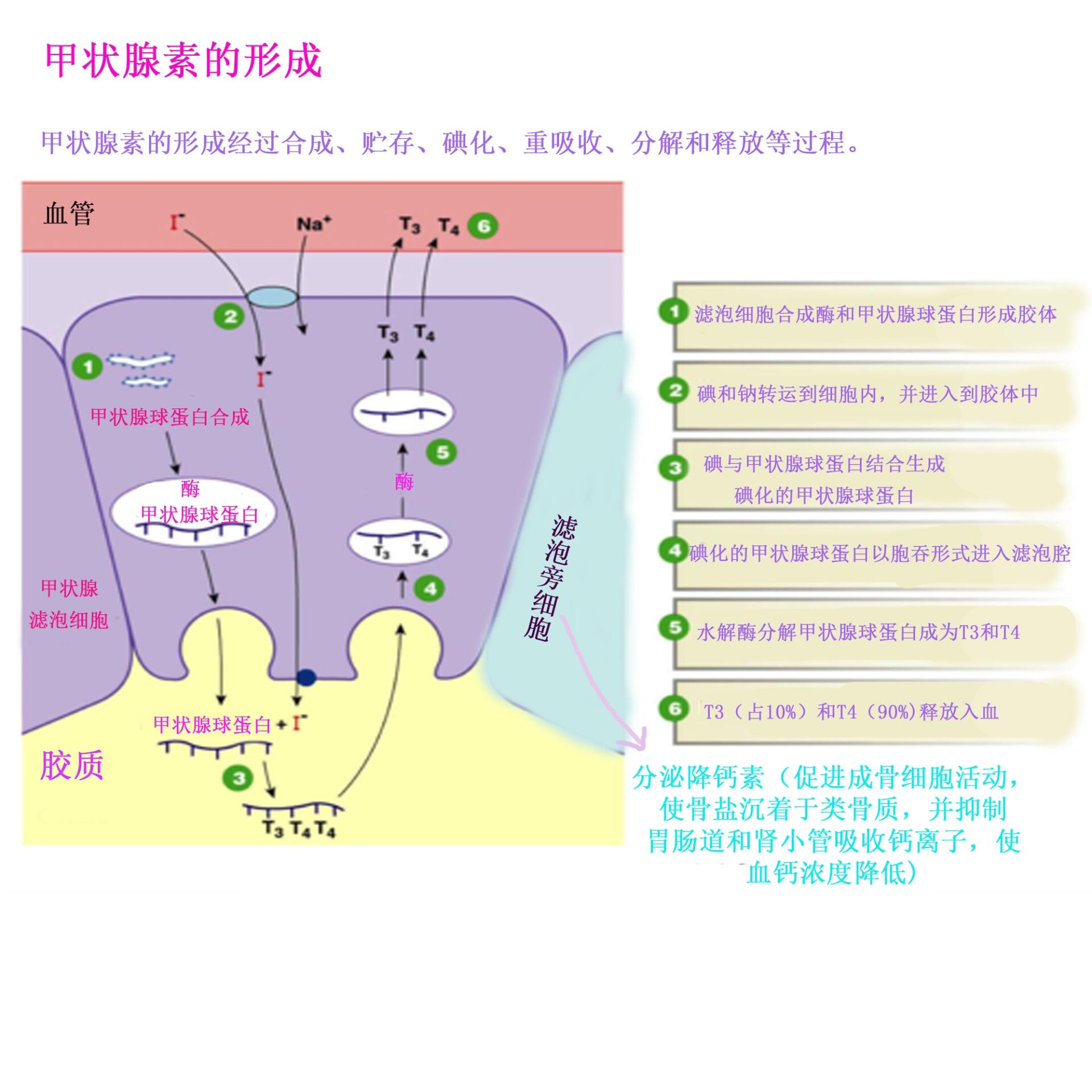 甲状腺组织-甲状腺滤泡细胞及滤泡旁细胞 甲状腺的分泌调节 甲状腺的
