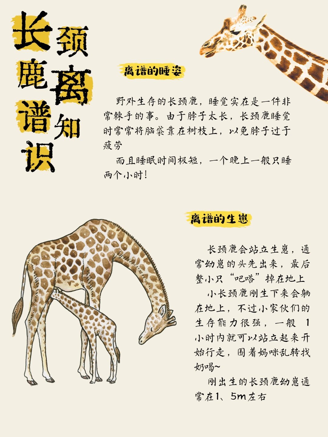 【动物科普·长颈鹿】离谱的知识又增加了