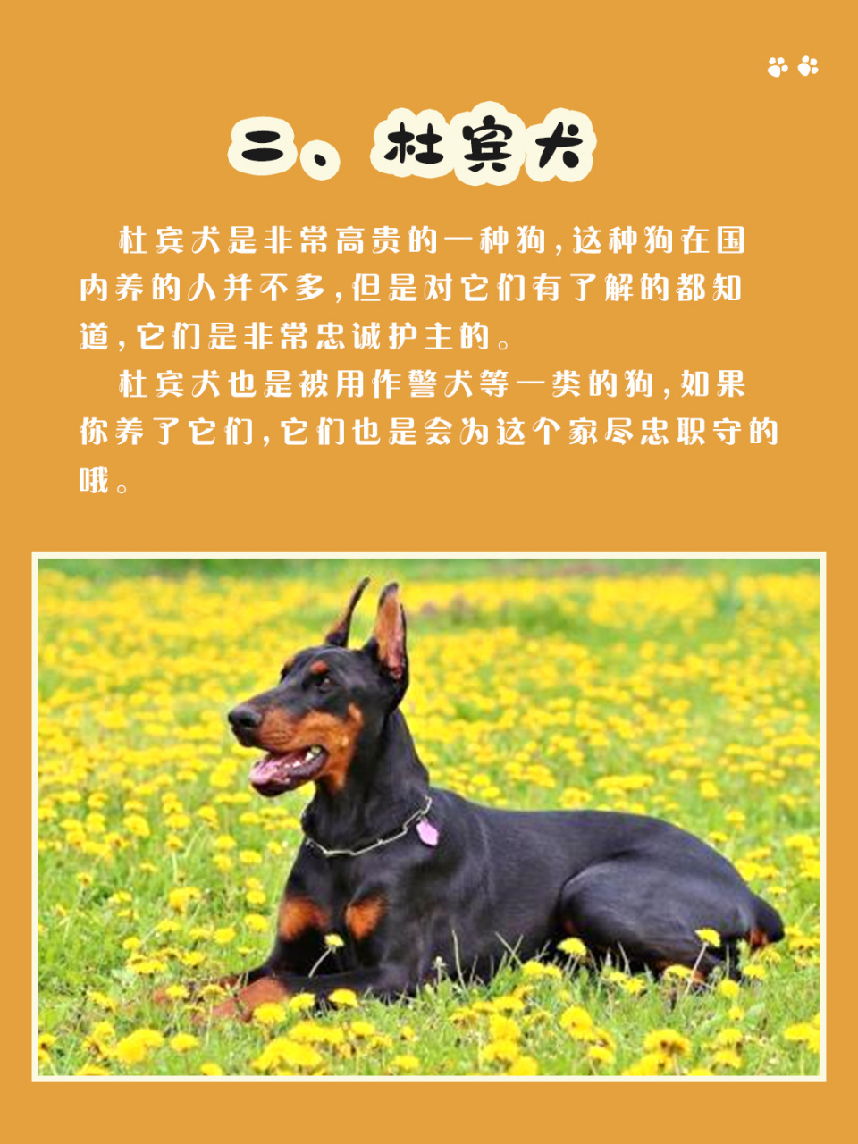 [期待] 94"农村土狗" 农村土狗