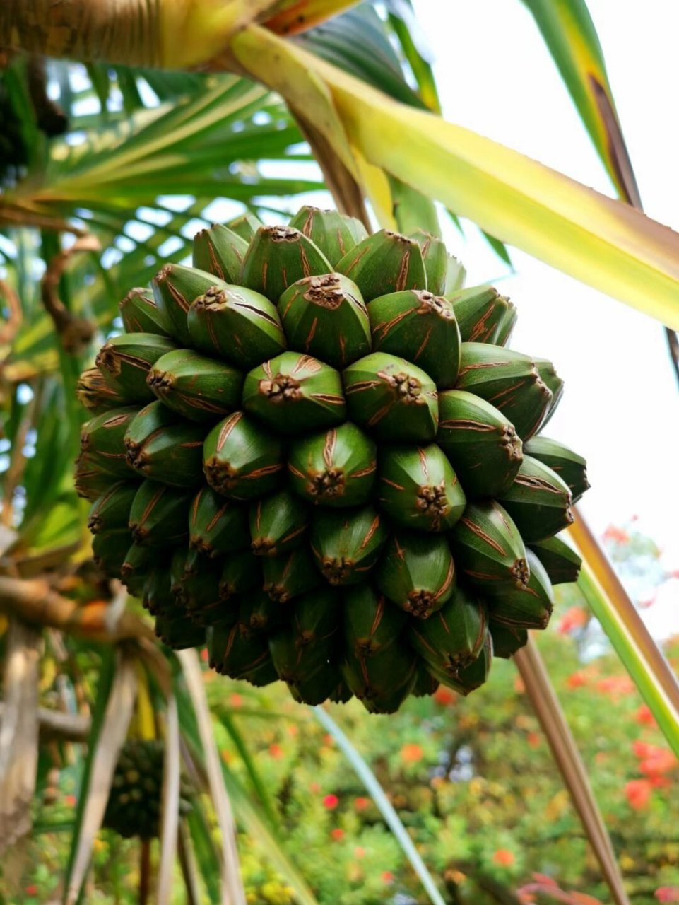 《扇叶露兜树》 树身很高,最高达五米 老家很远,马达加斯加 叶片整齐