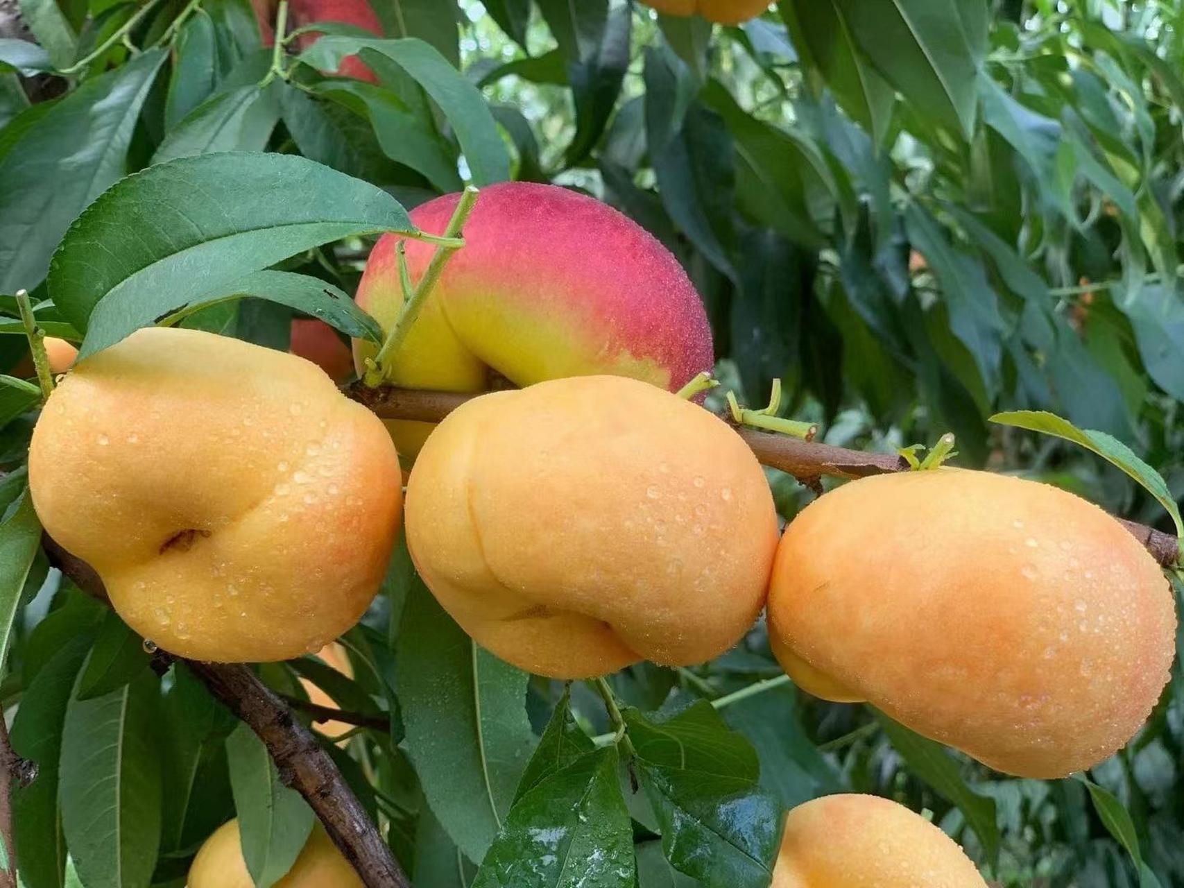 中油蟠味帝)  晚熟油蟠桃新品种,郑州地区8月上旬成熟,果实发育期136