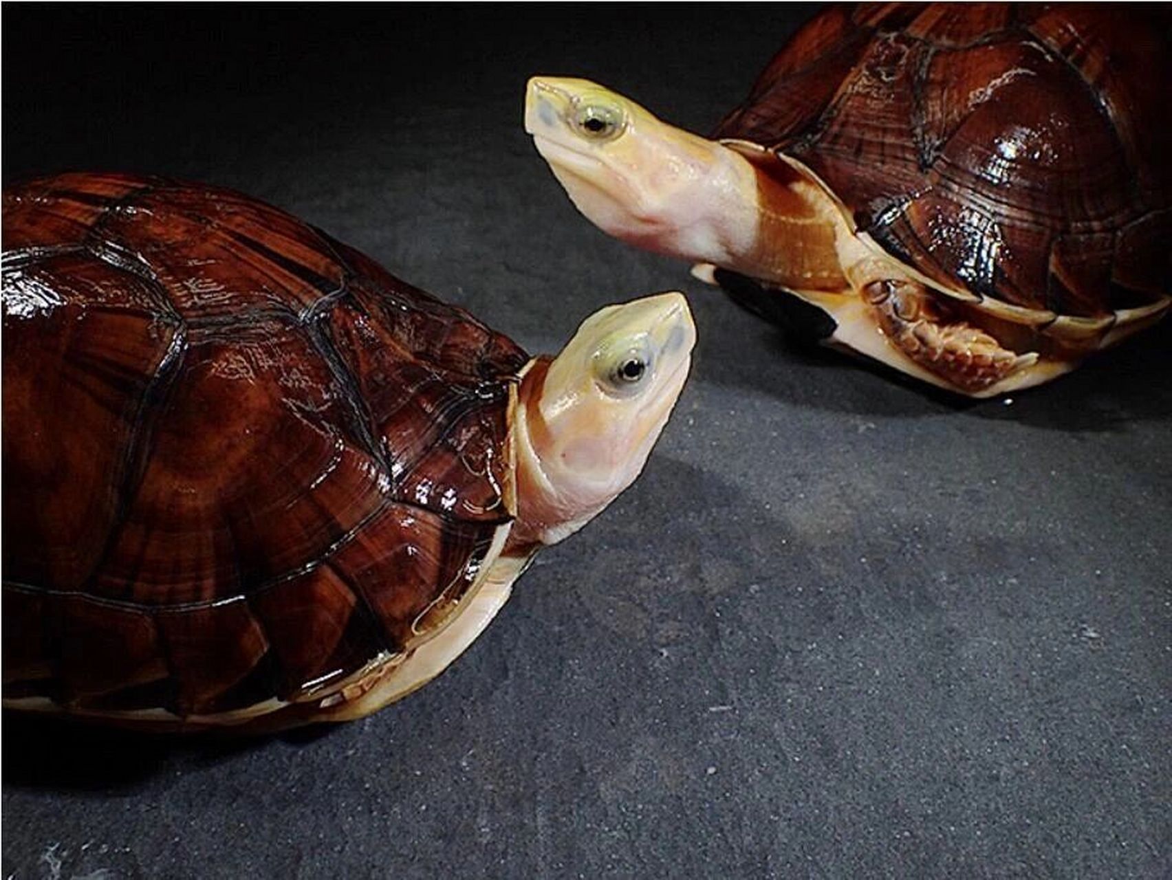 百色闭壳龟丨婀娜多姿的国龟贵族 百色闭壳龟 学名: cuora mccordi,地