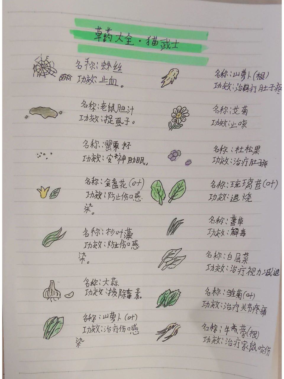 猫武士～草药大全 冬青叶:要是有这个我早成巫医了 五个赞,下一期