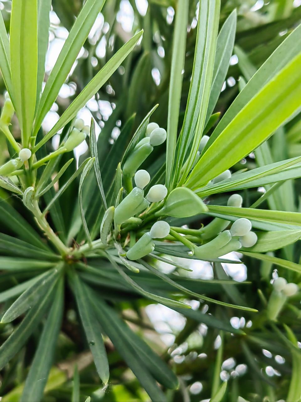 可可爱爱的罗汉松果子,又可以吃吃吃 今年发现好多罗汉松都结果了
