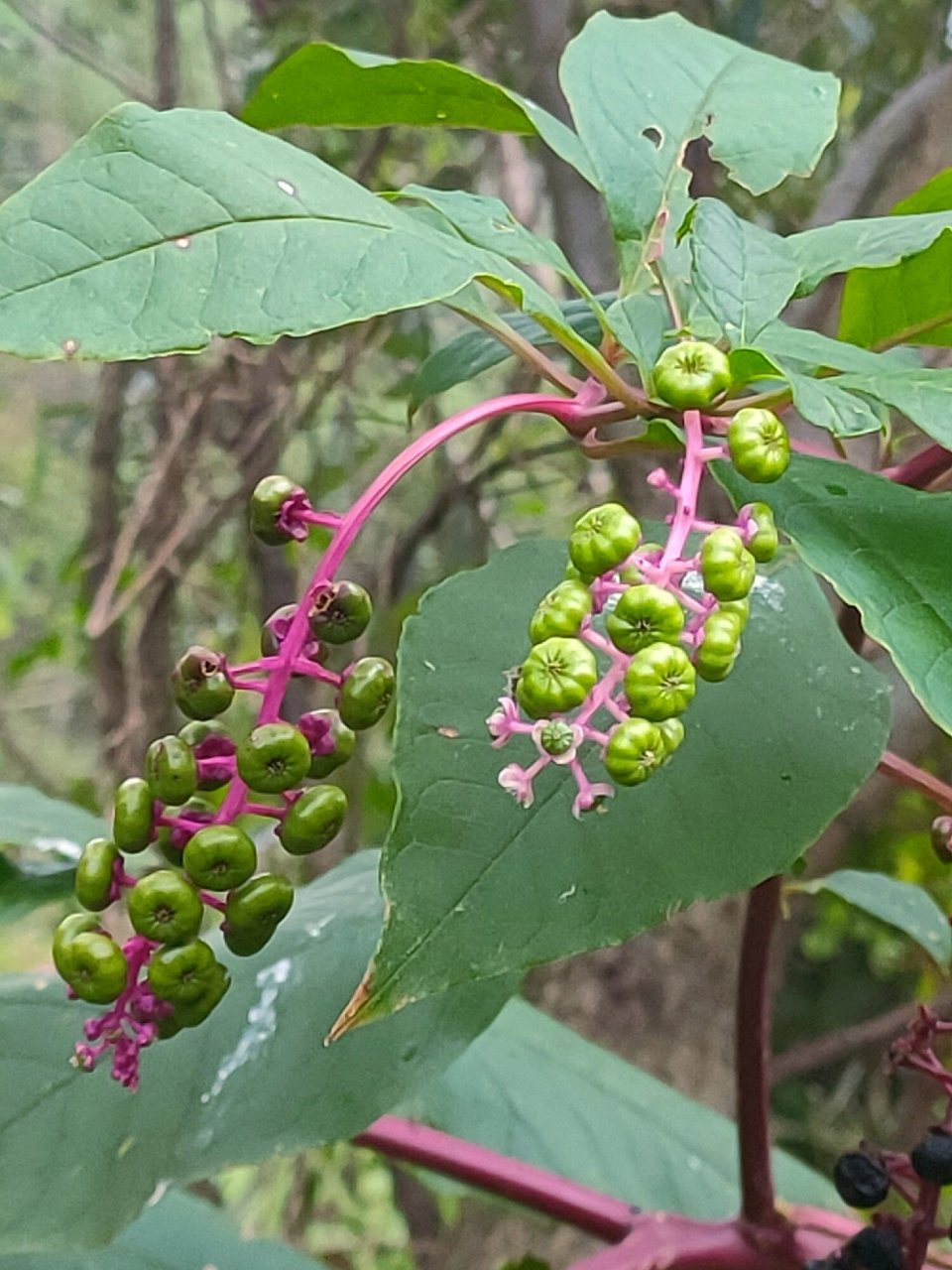 红茎商陆图片